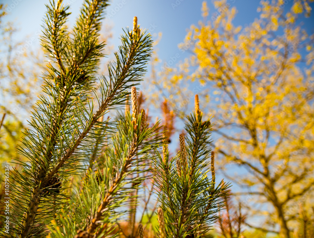 Fir-tree, blue sky and clouds behind Fir-tree, blue sky and clouds behind