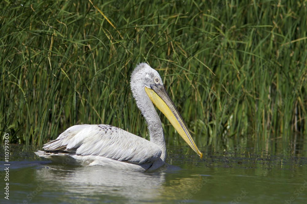 dalmatian pelican in natural habitat / Pelecanus crispus dalmatian pelican in natural habitat / Pelecanus crispus