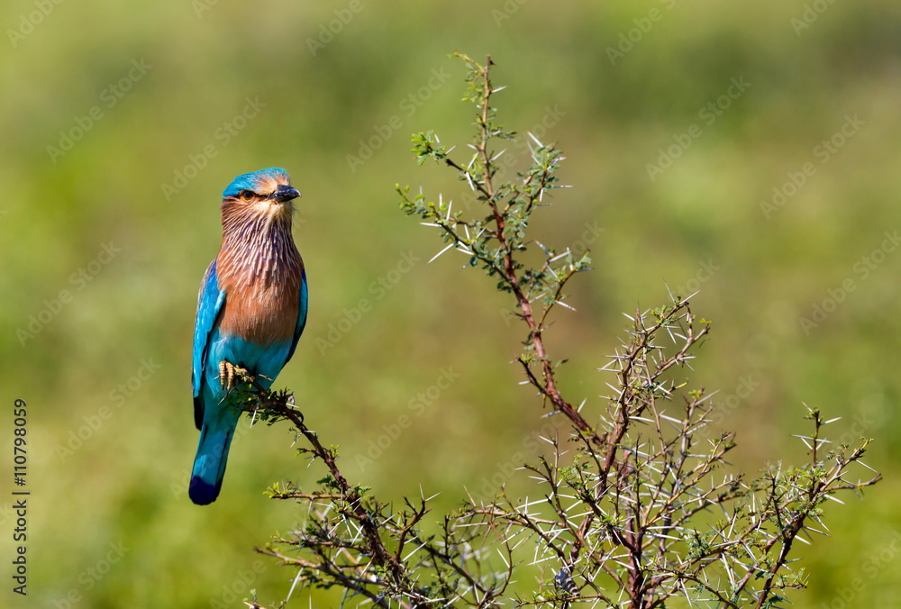 The Indian roller , is a member of the roller family of birds. They are found widely across tropical Asia and are best known for the aerobatic displays of the male during the breeding season. The Indian roller , is a member of the roller family of birds. They are found widely across tropical Asia and are best known for the aerobatic displays of the male during the breeding season.