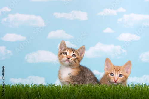 Two kittens in tall grass with blue sky background white fluffy clouds
