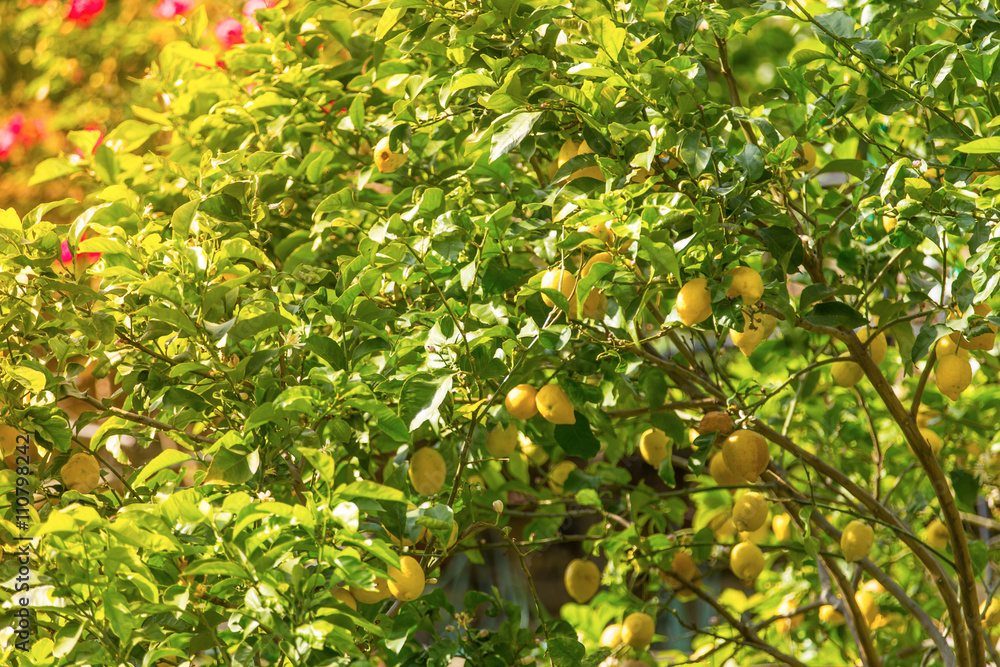 Bunch of fresh ripe lemons on a lemon tree Bunch of fresh ripe lemons on a lemon tree