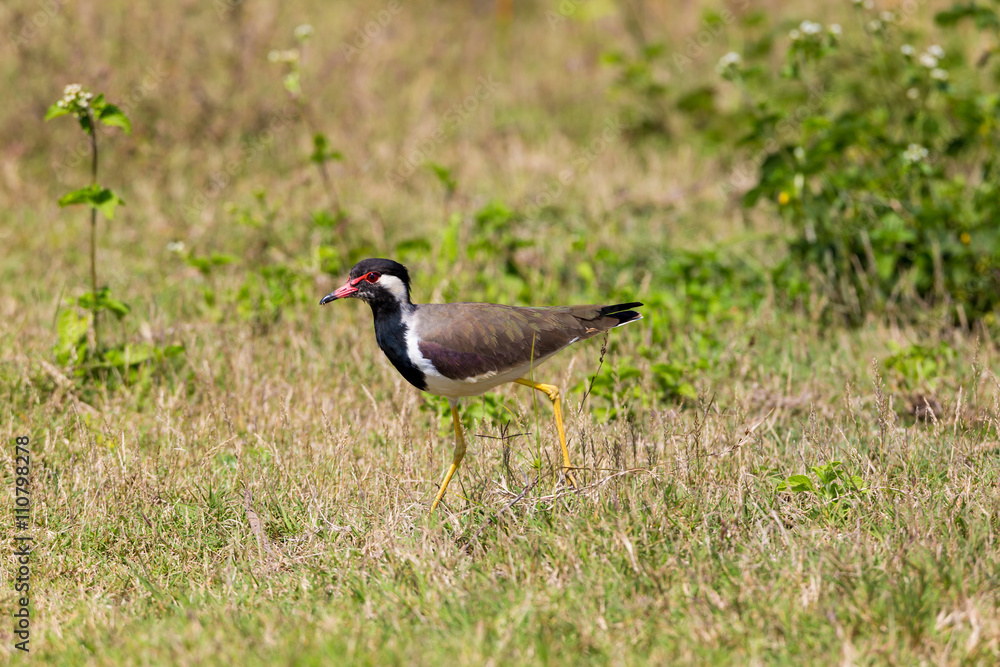 Red-wattled lapwings are large waders, about 35 cm long. The wings and back are light brown with a purple sheen, but head and chest and front part of neck are black. The head has red markings. Red-wattled lapwings are large waders, about 35 cm long. The wings and back are light brown with a purple sheen, but head and chest and front part of neck are black. The head has red markings.