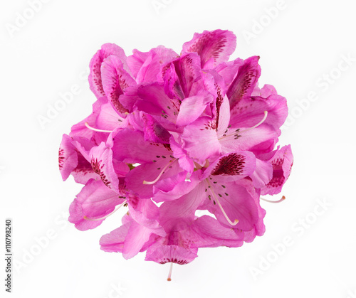 Rhododendron flower