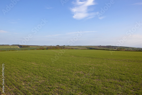 young wheat crops in springtime