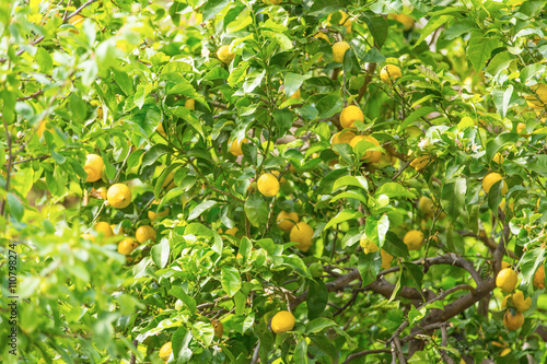 Bunch of fresh ripe lemons on a lemon tree