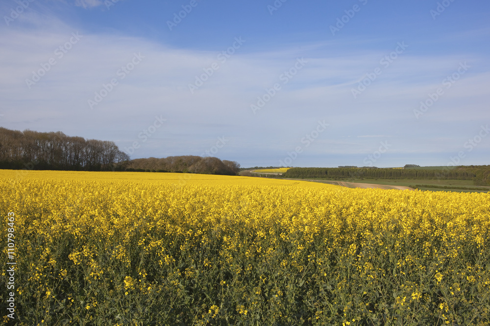 yellow oilseed rape crop