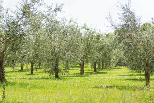 plantation of olive trees, Italy.