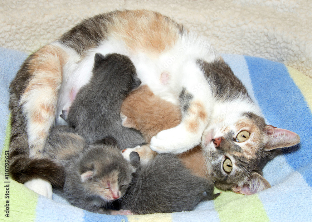 Spaying a best sale nursing mother cat