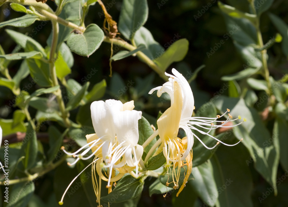Fototapeta premium Japanese Honeysuckle, Honeysuckle Lonicera woodbine closeup