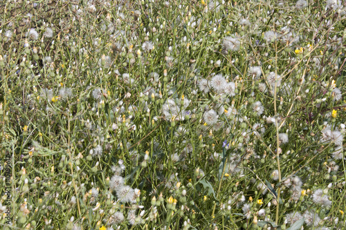 Background from sow thistle