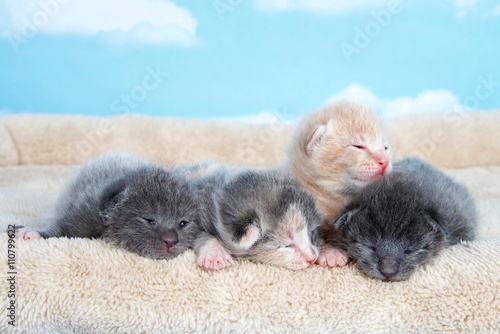 four one week old kittens eyes still mostly closed laying togeth