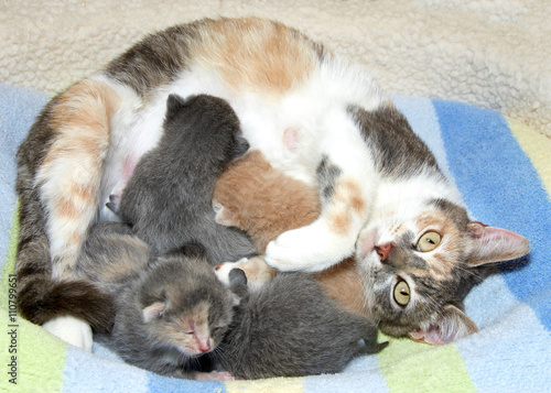 Photography Calico mother cat with four kittens, nursing looking up looking overwhelmed