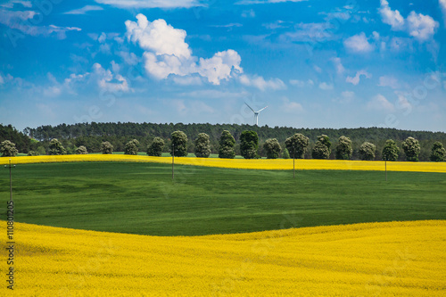 Young large colza and wheat field view