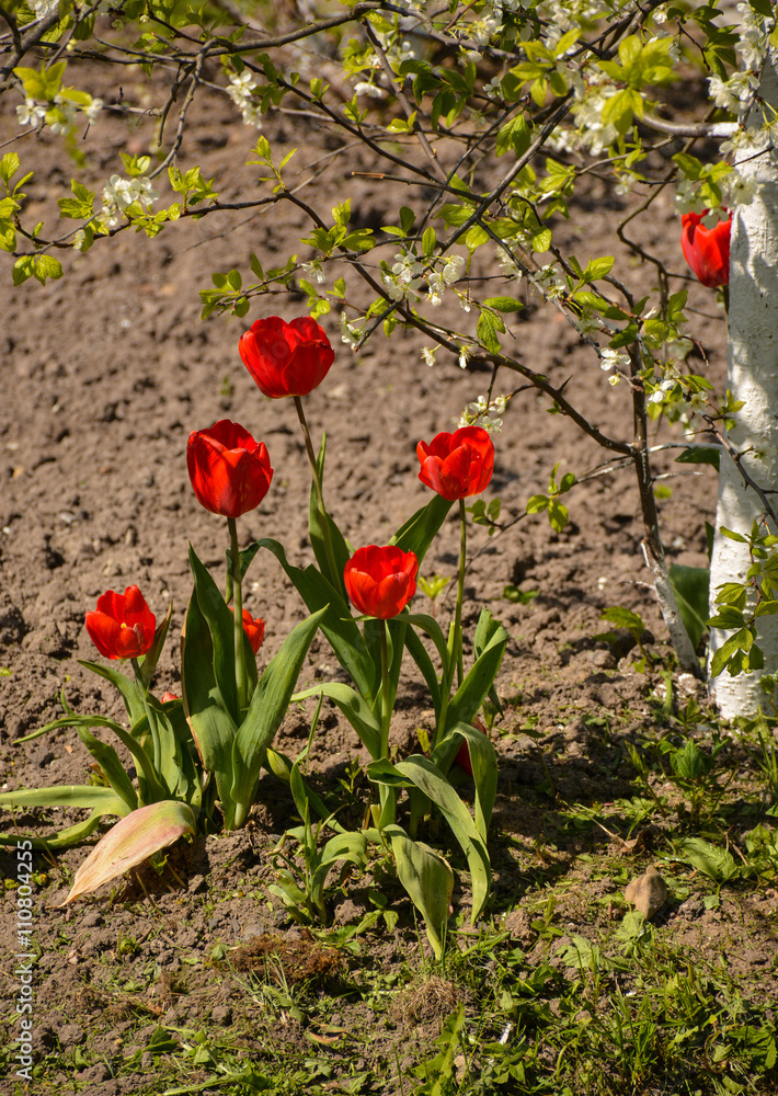 Flowers and fruit trees