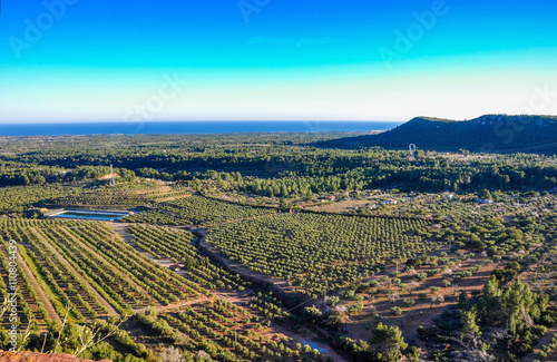 Aerial view of olive groves in Mont-Roig del Camp (Spain).