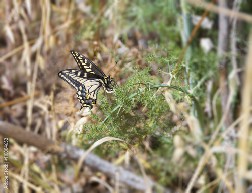 Anise Swallowtail Laying Eggs photo