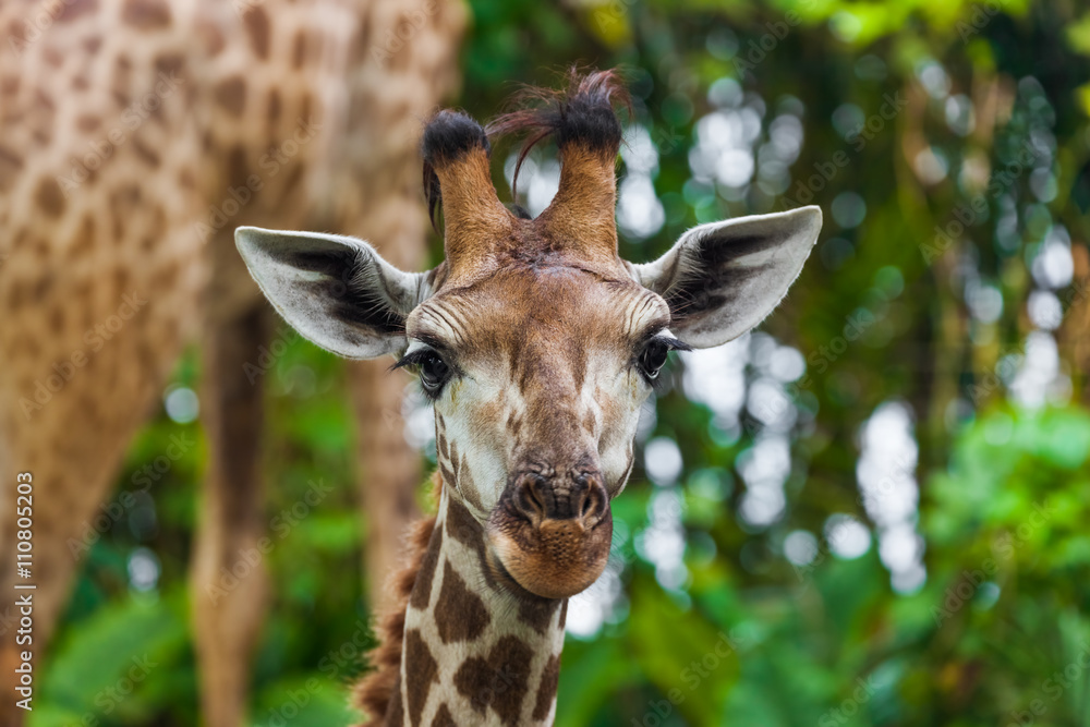 Obraz premium Giraffe