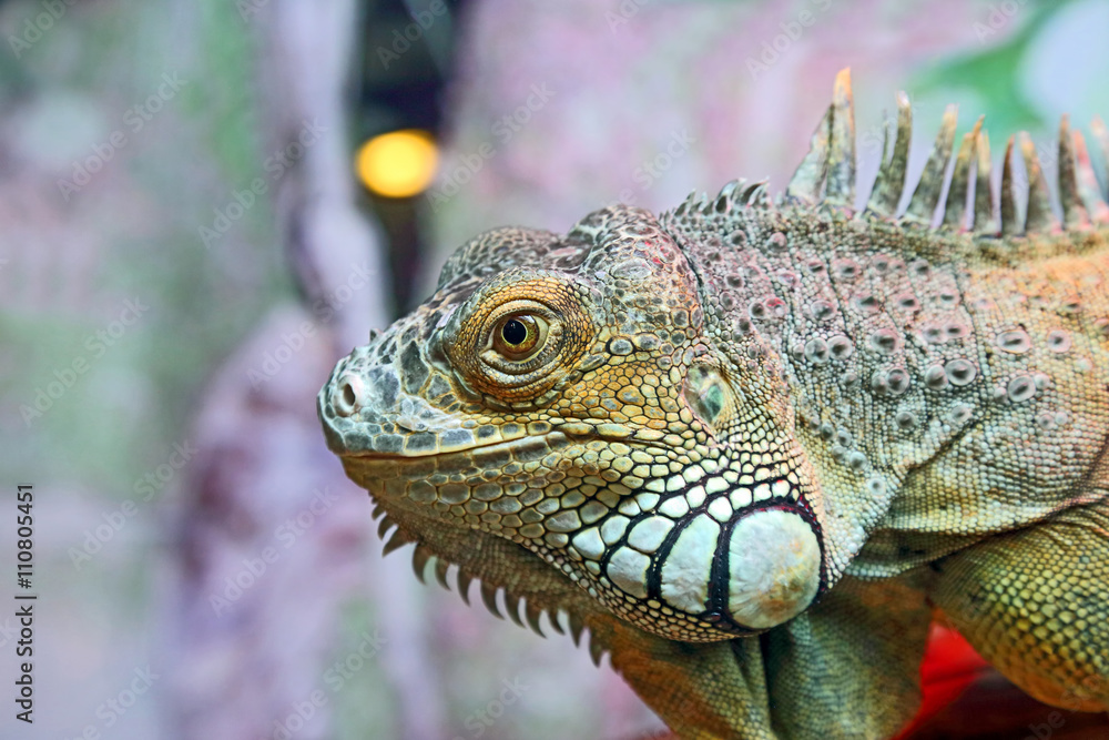Fototapeta premium portrait of green iguana closeup