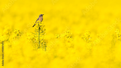 Braunkehlchen (Saxicola rubetra) Weibchen auf einer Blüte des Raps (Brassica napus) auf dem Rapsfeld photo