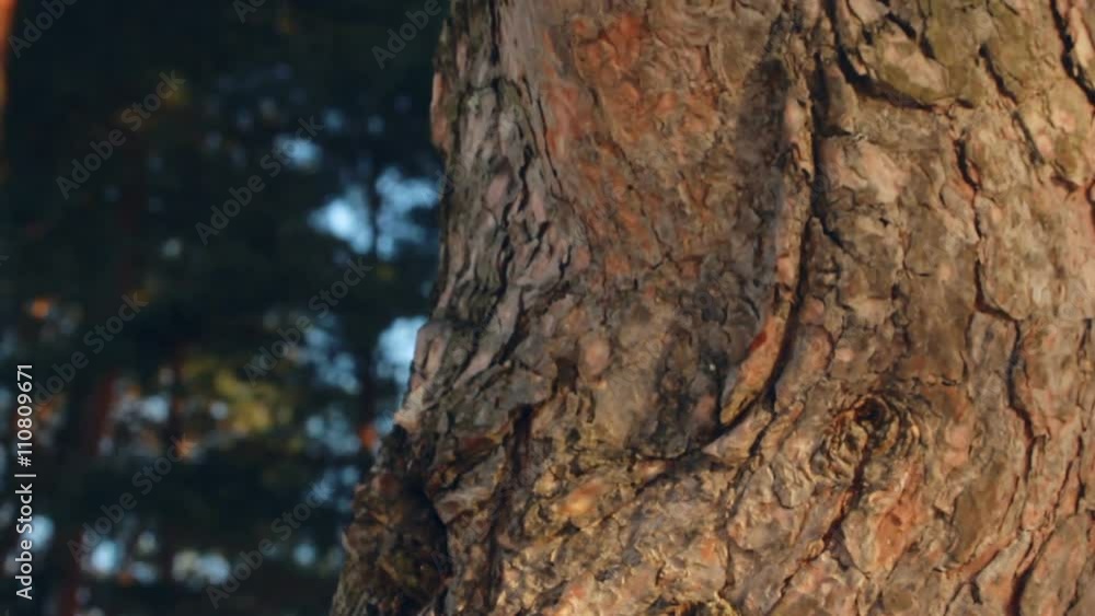 Pine tree trunk. Pine tree bark. Closeup. Pine tree in spring forest. Macro. Panorama of pine tree in summer forest. Close up. Old coniferous tree. Pine tree trunk in sunlight. Moss on tree bark Pine tree trunk. Pine tree bark. Closeup. Pine tree in spring forest. Macro. Panorama of pine tree in summer forest. Close up. Old coniferous tree. Pine tree trunk in sunlight. Moss on tree bark