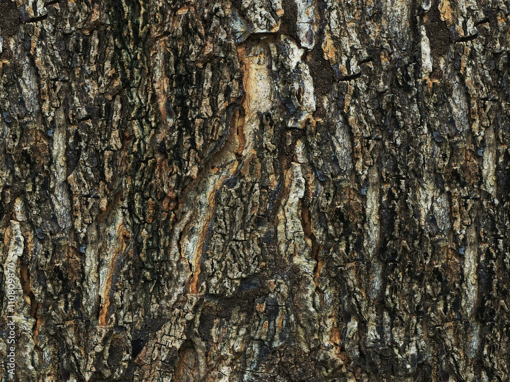 Tree bark background texture Tree bark background texture