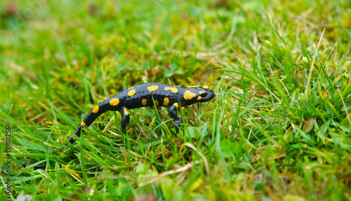 fire salamander in the grass