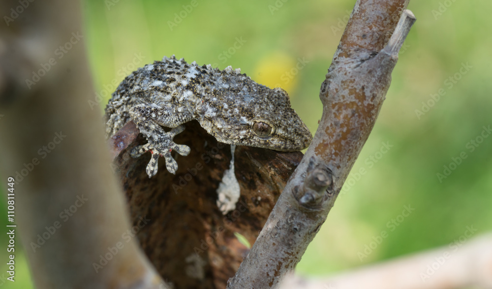 Obraz premium gecko, lézard 