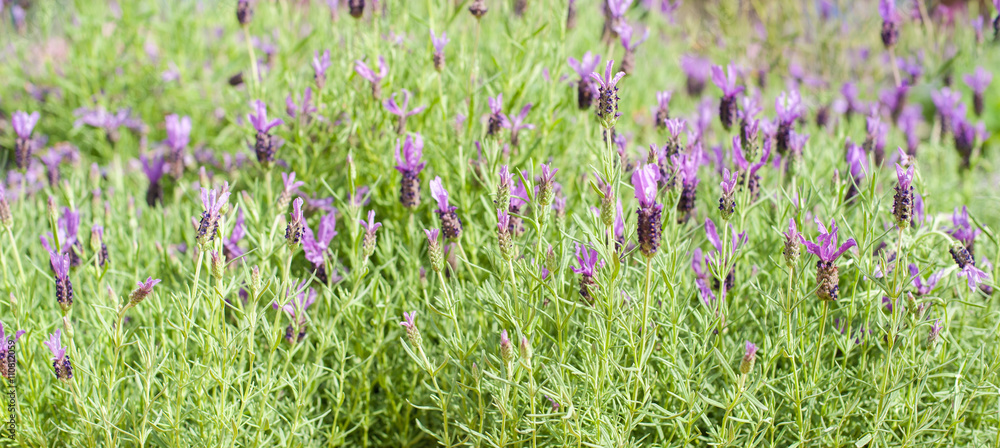 Naklejka premium Lavender bush with purple flowers closeup
