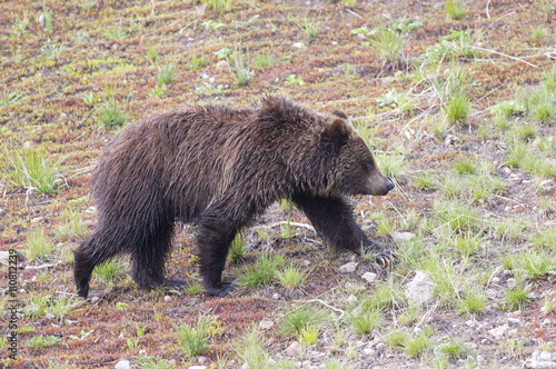 Black Bear-Yellowstone National Park © blewulis