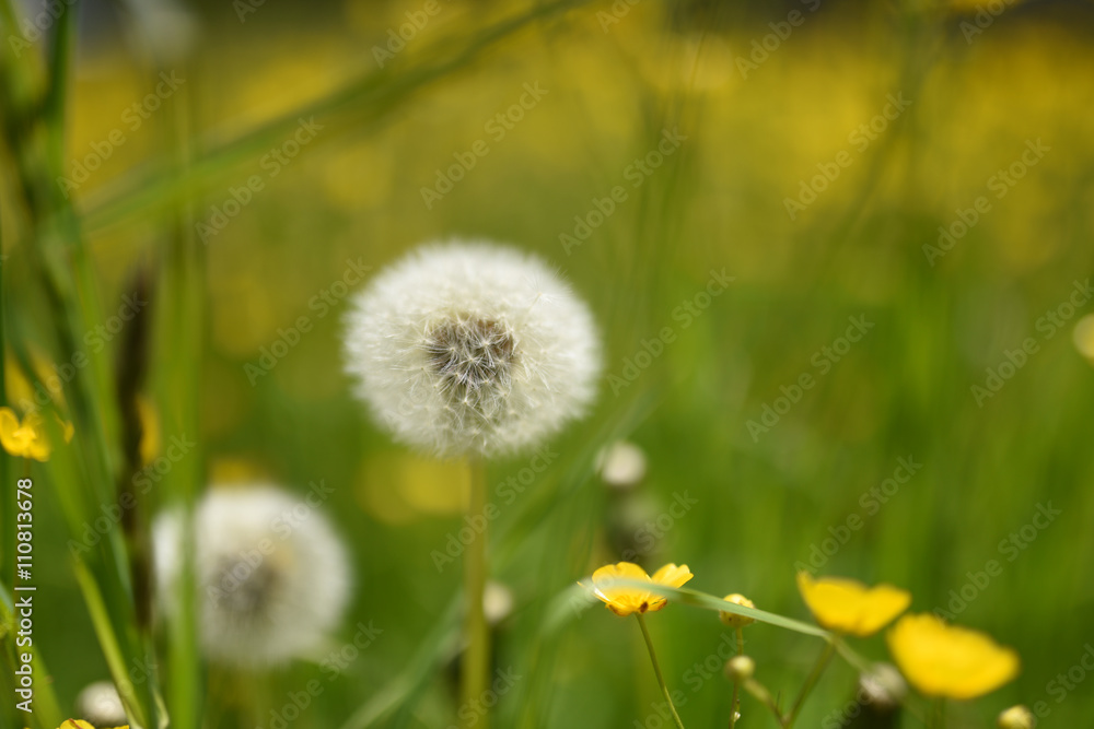 fiori gialli macro natura profumo primavera 