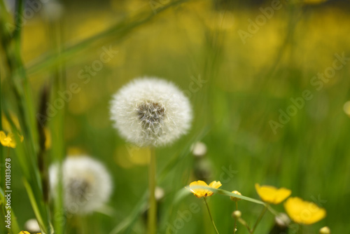 fiori gialli macro natura profumo primavera 