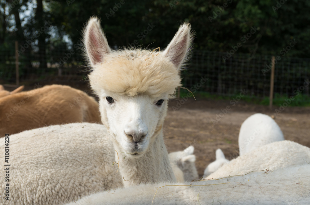 white alpaca