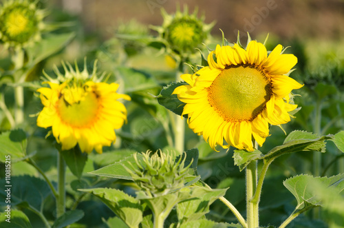 sunflower in garden,selective focus