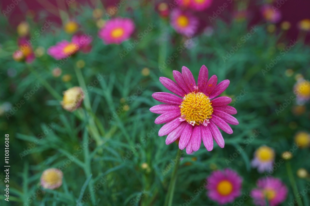 Pink painted daisy flowers (Pyrethrum Daisy)