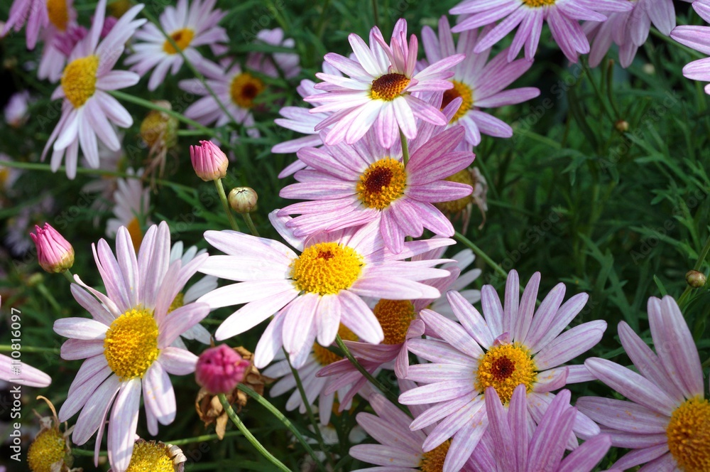 Fototapeta premium Blue painted daisy flowers (Pyrethrum Daisy)
