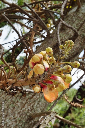 Flowers of the Cannonball Tree (Couroupita Guianensis) photo