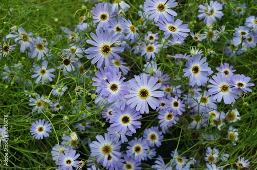 Fototapeta Naklejka Na Ścianę i Meble -  Pink painted daisy flowers (Pyrethrum Daisy)