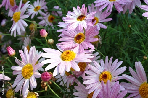 Blue painted daisy flowers  Pyrethrum Daisy 