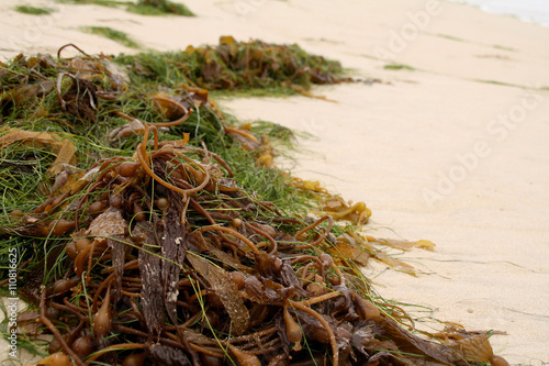 Bull Kelp On The Beach