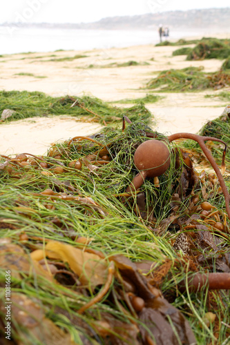 Bull Kelp On The Beach