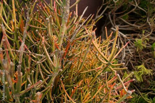Green Plant Branches