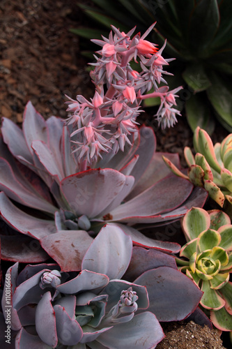 Pink & Purple Succulent
