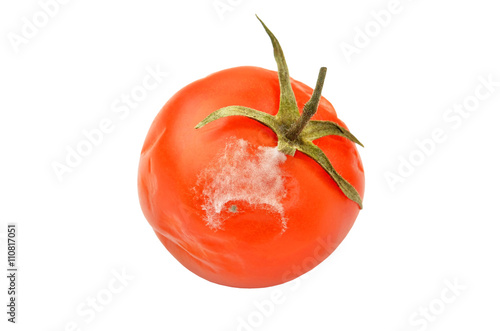 Molded red tomato photo