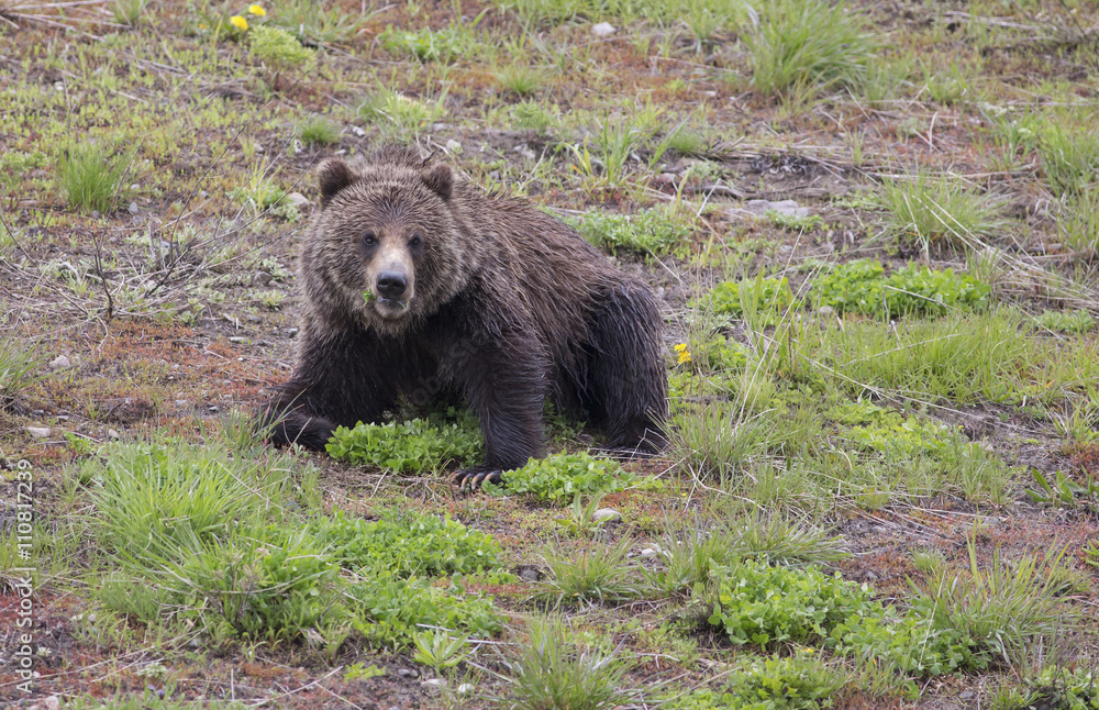 Black Bear-Yellowstone National Park