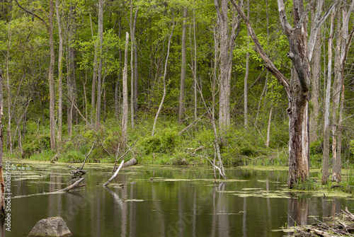 Adventures in the woods