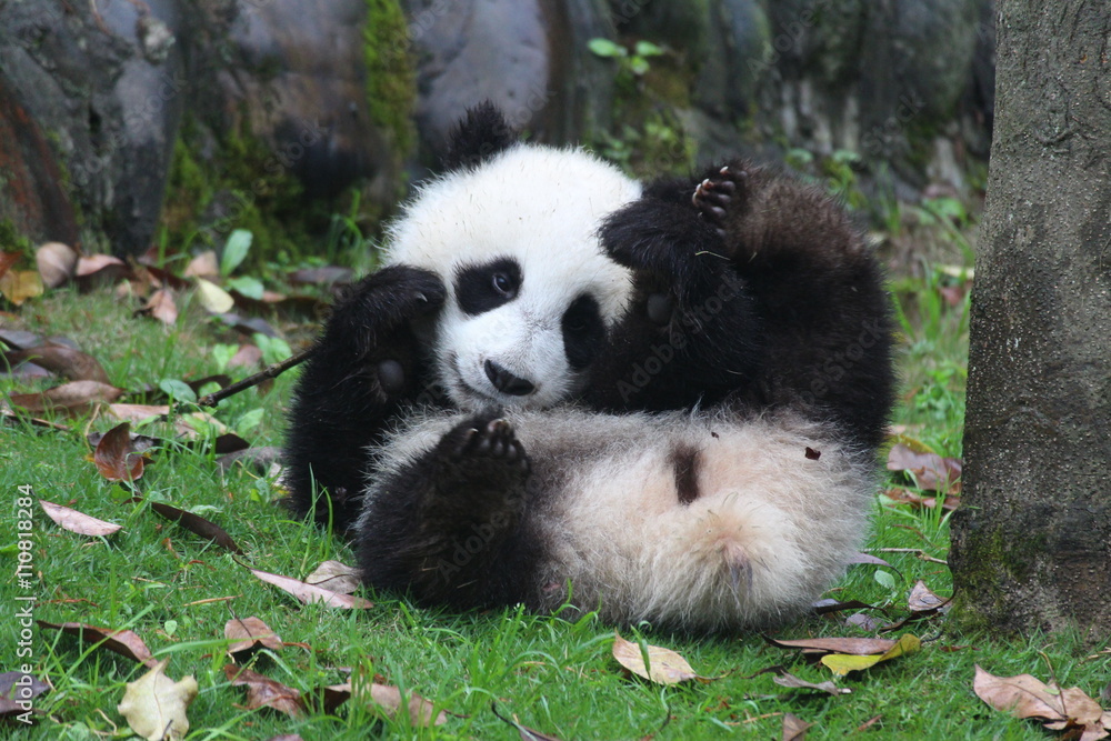 Naklejka premium Panda