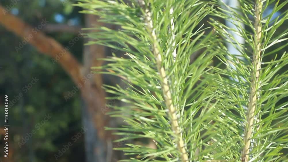 Pine needles in summer. Closeup. Pine tree branch in sunlight. Panning from pine needles on young pine tree to old pine tree. Green pine branch. Evergreen tree. Coniferous tree branch Pine needles in summer. Closeup. Pine tree branch in sunlight. Panning from pine needles on young pine tree to old pine tree. Green pine branch. Evergreen tree. Coniferous tree branch