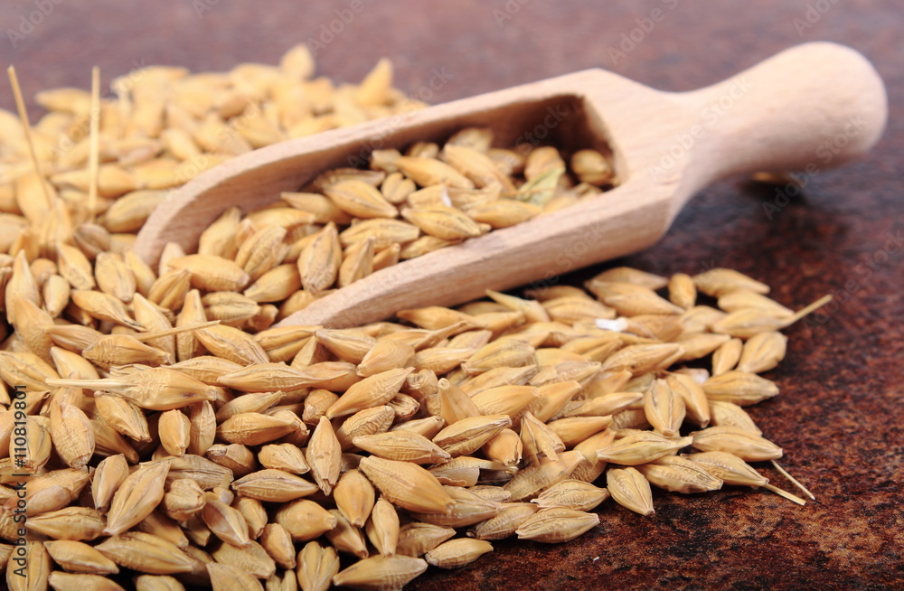 Heap of barley grain with wooden spoon Heap of barley grain with wooden spoon