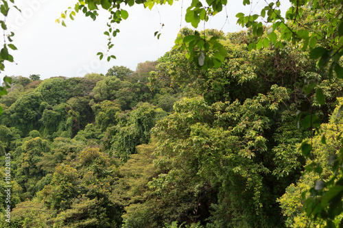 Thick rainforest and trees on Mount Faber in Singapore
