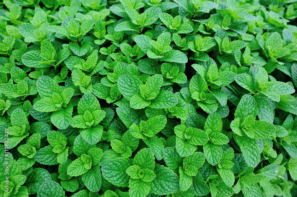 mint plant grow at vegetable garden mint plant grow at vegetable garden